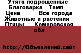 Утята подрощенные “Благоварка“,“Темп“ › Цена ­ 100 - Все города Животные и растения » Птицы   . Кемеровская обл.